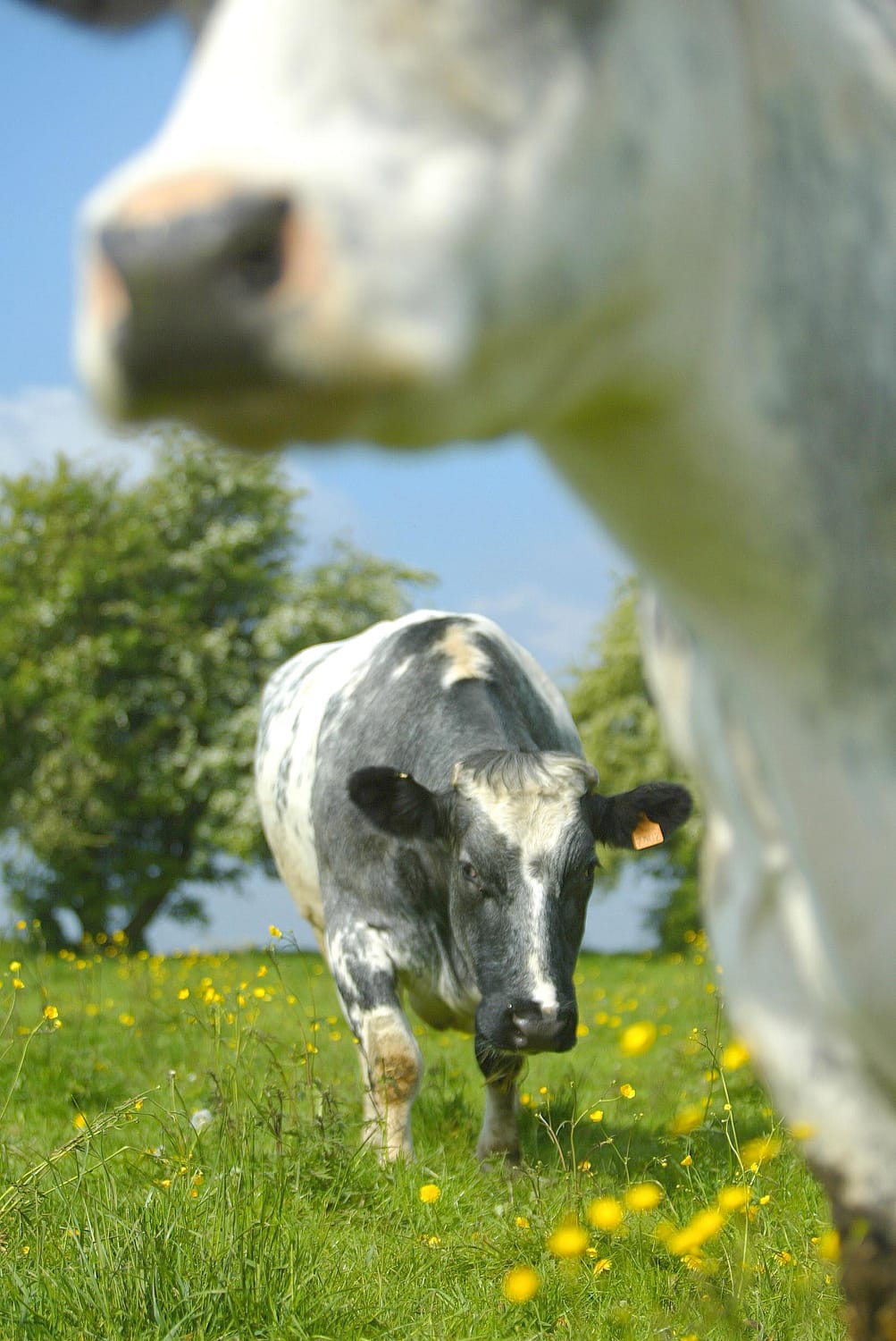 Race Bovine Bleue du Nord - Races de France