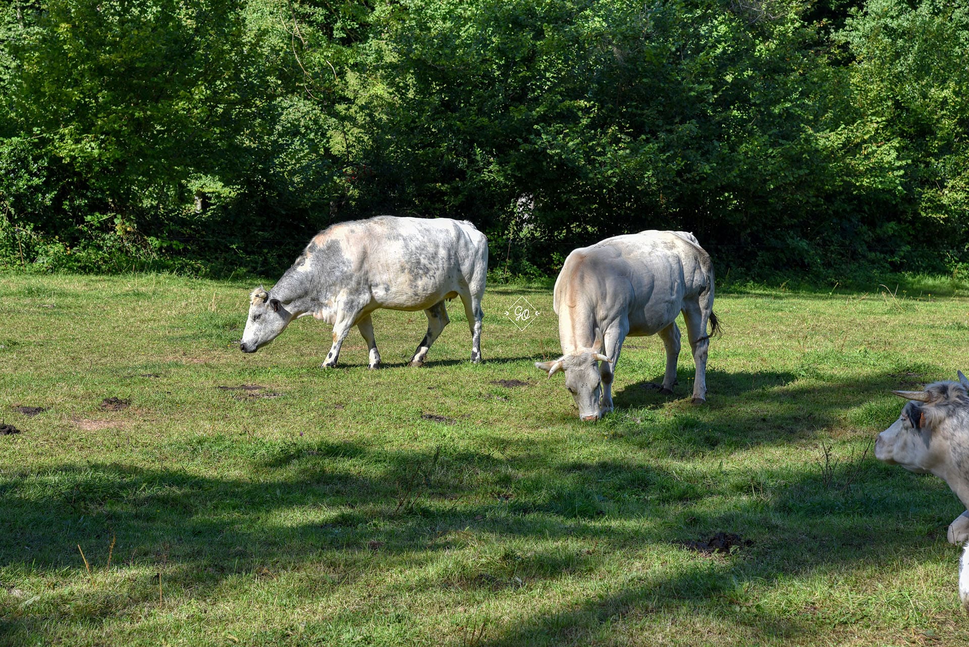 Bleues mixtes en prairies