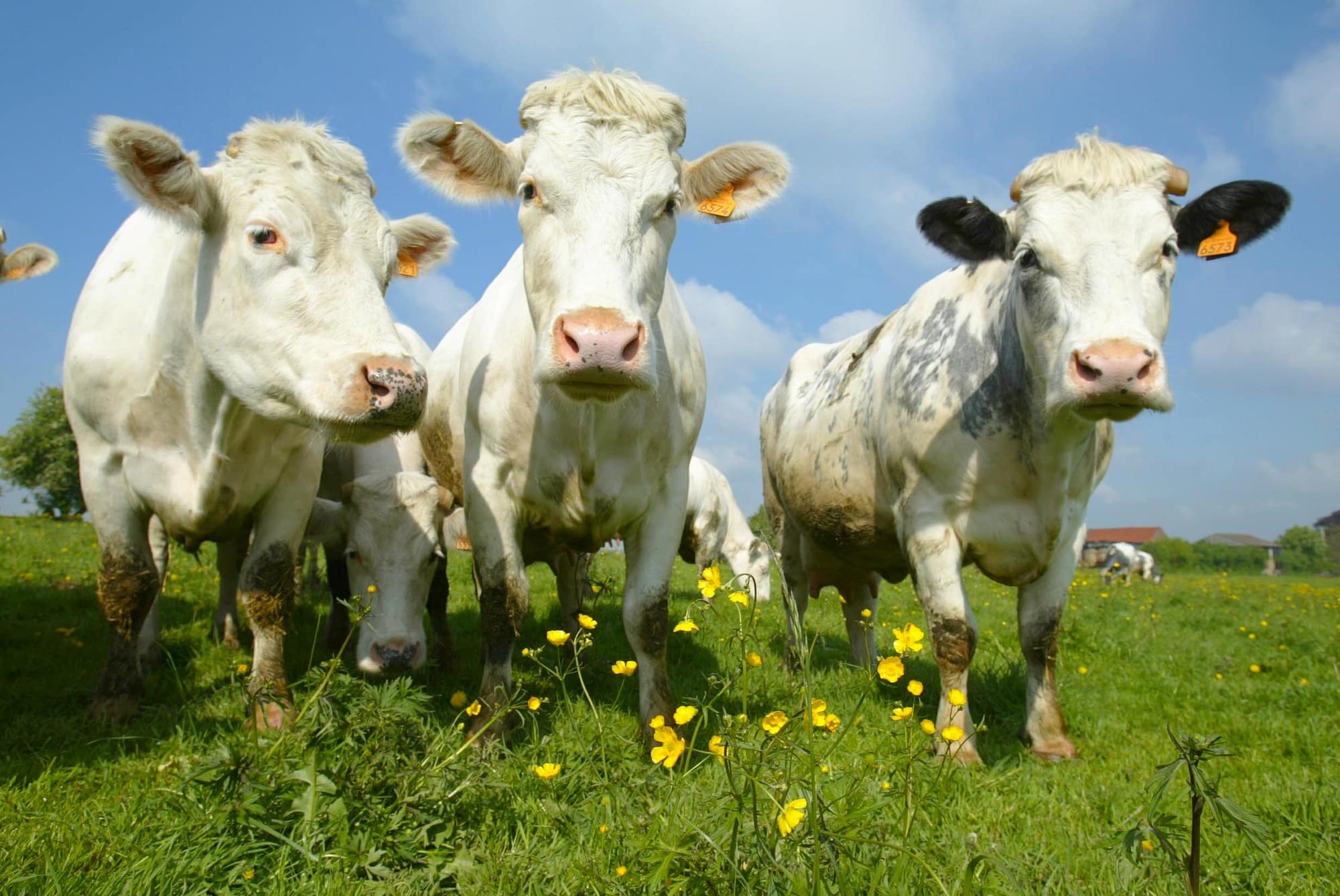 OSez l'AgroÉcologie : Relancer la race mixte Bleue du Nord